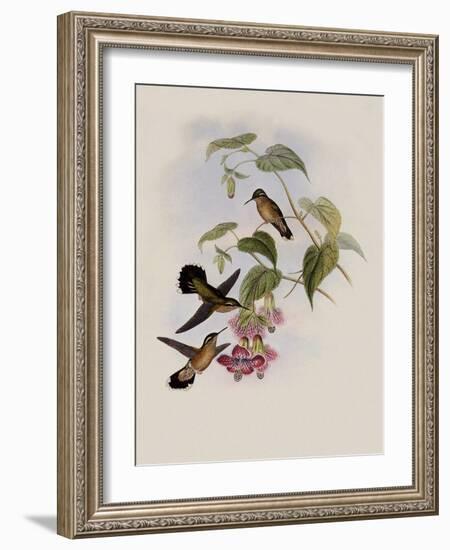 Spotted Adelomyia, Adelomyia Maculata-John Gould-Framed Giclee Print