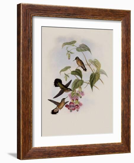 Spotted Adelomyia, Adelomyia Maculata-John Gould-Framed Giclee Print