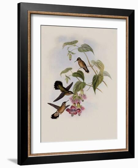 Spotted Adelomyia, Adelomyia Maculata-John Gould-Framed Giclee Print