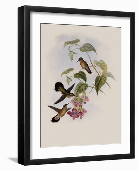 Spotted Adelomyia, Adelomyia Maculata-John Gould-Framed Giclee Print