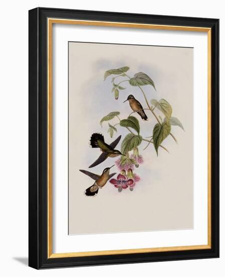 Spotted Adelomyia, Adelomyia Maculata-John Gould-Framed Giclee Print