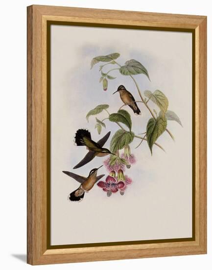 Spotted Adelomyia, Adelomyia Maculata-John Gould-Framed Premier Image Canvas