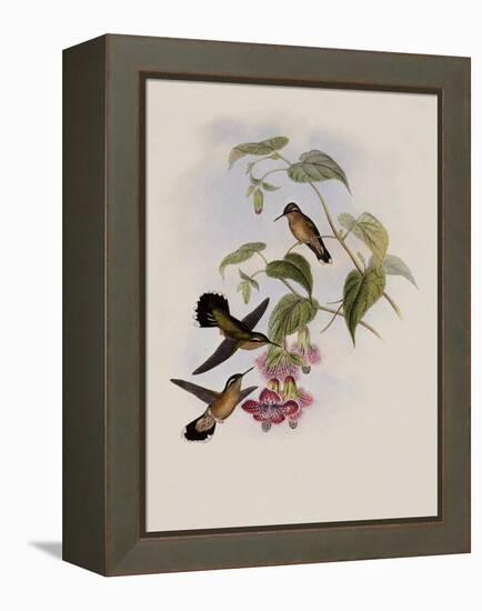 Spotted Adelomyia, Adelomyia Maculata-John Gould-Framed Premier Image Canvas