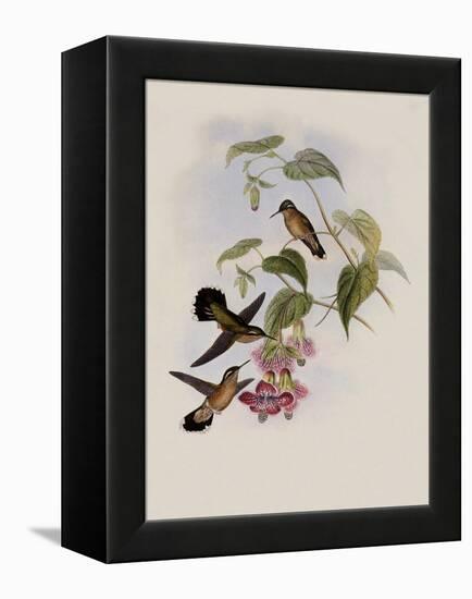 Spotted Adelomyia, Adelomyia Maculata-John Gould-Framed Premier Image Canvas