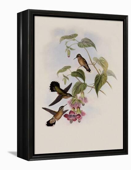 Spotted Adelomyia, Adelomyia Maculata-John Gould-Framed Premier Image Canvas