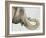 Spotted Asian Elephant 2-Michelle Faber-Framed Giclee Print