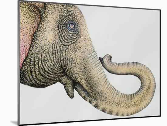 Spotted Asian Elephant 2-Michelle Faber-Mounted Giclee Print