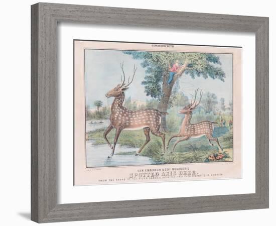 Spotted Axis Deer-T. W. Strong-Framed Giclee Print