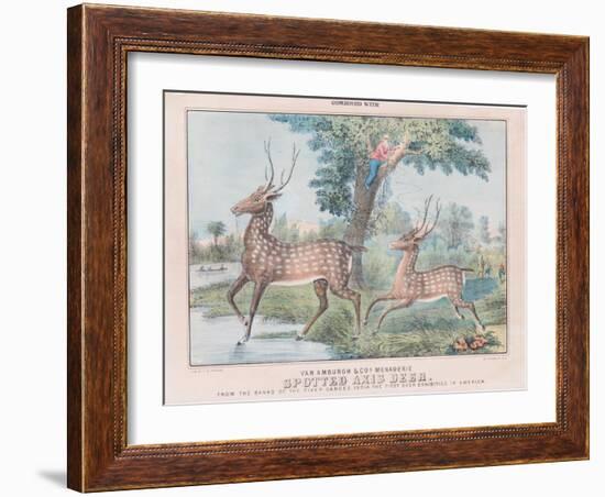 Spotted Axis Deer-T. W. Strong-Framed Giclee Print