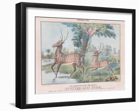 Spotted Axis Deer-T. W. Strong-Framed Giclee Print