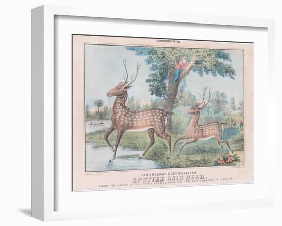 Spotted Axis Deer-T. W. Strong-Framed Giclee Print