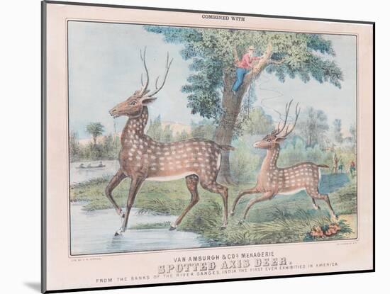 Spotted Axis Deer-T. W. Strong-Mounted Giclee Print