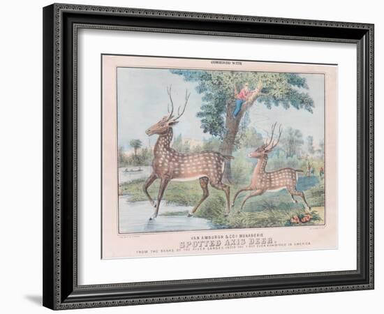 Spotted Axis Deer-T. W. Strong-Framed Giclee Print