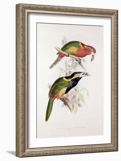 Spotted Bill Aracari-Edward Lear-Framed Giclee Print