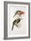 Spotted Bill Aracari-Edward Lear-Framed Giclee Print