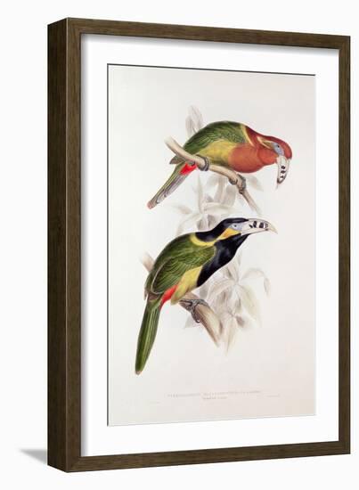 Spotted Bill Aracari-Edward Lear-Framed Giclee Print