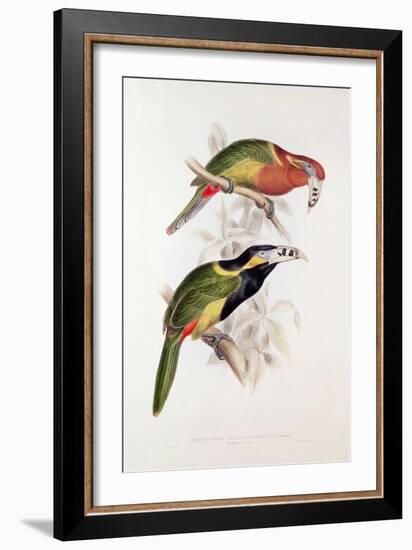 Spotted Bill Aracari-Edward Lear-Framed Giclee Print