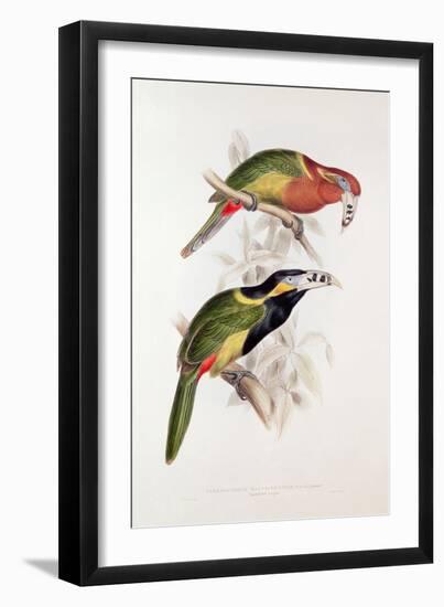 Spotted Bill Aracari-Edward Lear-Framed Giclee Print