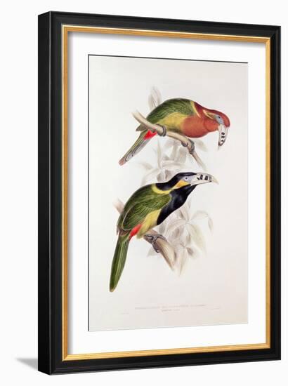 Spotted Bill Aracari-Edward Lear-Framed Giclee Print