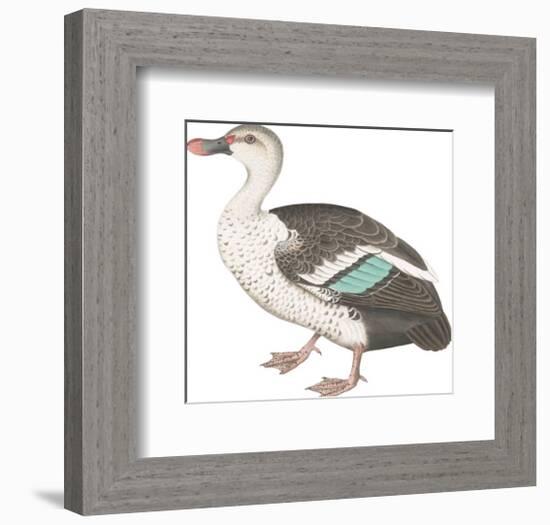 Spotted Billed Duck-Maria Mendez-Framed Giclee Print