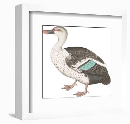 Spotted Billed Duck-Maria Mendez-Framed Giclee Print