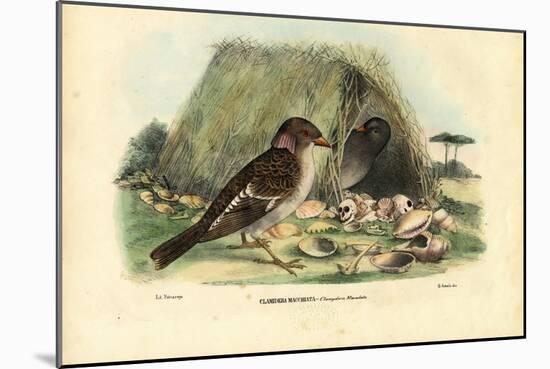 Spotted Bowerbird, 1863-79-Raimundo Petraroja-Mounted Giclee Print