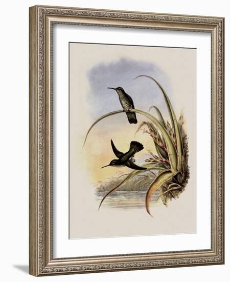Spotted-Breasted Hummingbird, Aphantochroa Hyposticta-John Gould-Framed Giclee Print