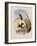 Spotted-Breasted Hummingbird, Aphantochroa Hyposticta-John Gould-Framed Giclee Print