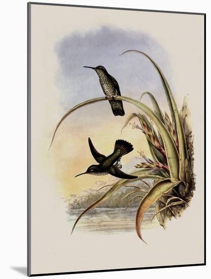 Spotted-Breasted Hummingbird, Aphantochroa Hyposticta-John Gould-Mounted Giclee Print
