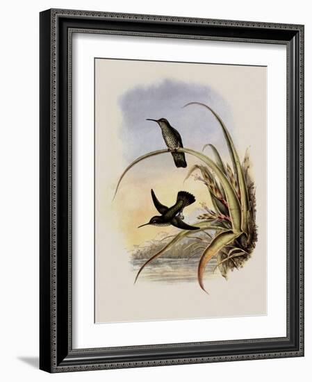 Spotted-Breasted Hummingbird, Aphantochroa Hyposticta-John Gould-Framed Giclee Print