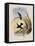 Spotted-Breasted Hummingbird, Aphantochroa Hyposticta-John Gould-Framed Premier Image Canvas