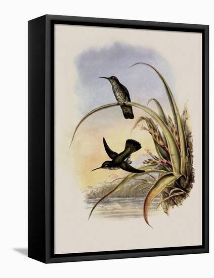 Spotted-Breasted Hummingbird, Aphantochroa Hyposticta-John Gould-Framed Premier Image Canvas