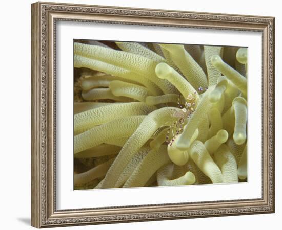 Spotted Cleaner Shrimp in Giant Anemone, Bonaire, Carribean Sea, Central America-Murray Louise-Framed Photographic Print