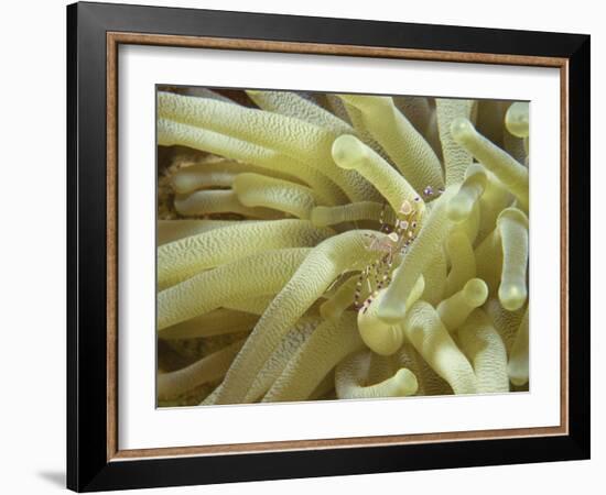 Spotted Cleaner Shrimp in Giant Anemone, Bonaire, Carribean Sea, Central America-Murray Louise-Framed Photographic Print