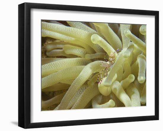 Spotted Cleaner Shrimp in Giant Anemone, Bonaire, Carribean Sea, Central America-Murray Louise-Framed Photographic Print