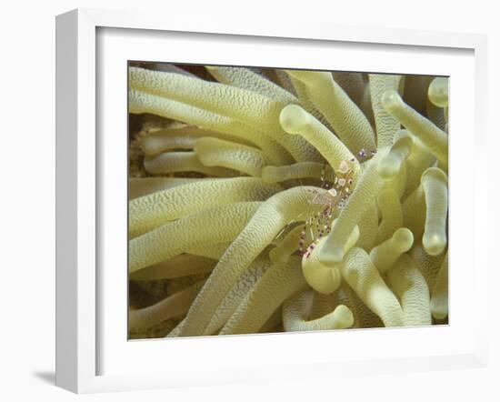 Spotted Cleaner Shrimp in Giant Anemone, Bonaire, Carribean Sea, Central America-Murray Louise-Framed Photographic Print