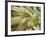 Spotted Cleaner Shrimp in Giant Anemone, Bonaire, Carribean Sea, Central America-Murray Louise-Framed Photographic Print