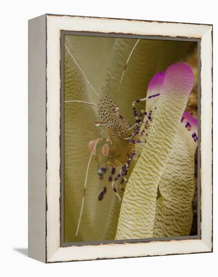 Spotted Cleaner Shrimp on Pink Tipped Anemone in Curacao-Stocktrek Images-Framed Premier Image Canvas