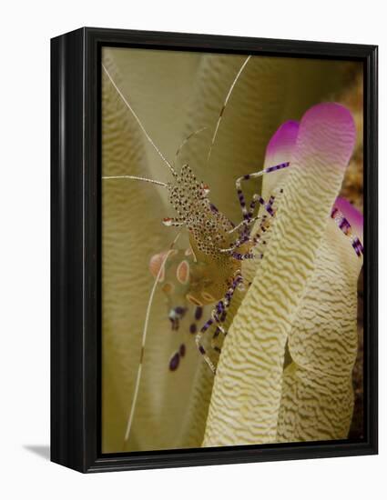 Spotted Cleaner Shrimp on Pink Tipped Anemone in Curacao-Stocktrek Images-Framed Premier Image Canvas
