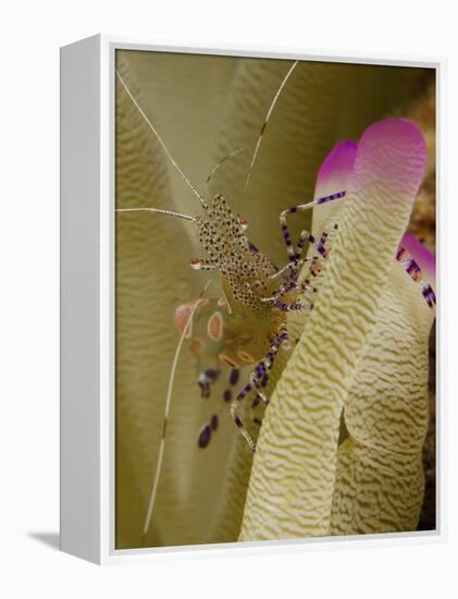 Spotted Cleaner Shrimp on Pink Tipped Anemone in Curacao-Stocktrek Images-Framed Premier Image Canvas