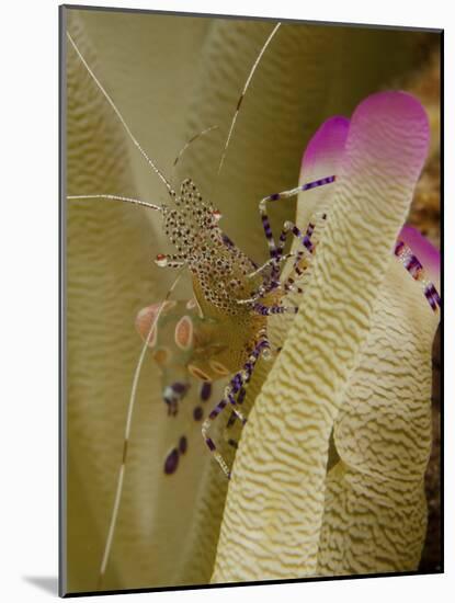 Spotted Cleaner Shrimp on Pink Tipped Anemone in Curacao-Stocktrek Images-Mounted Photographic Print