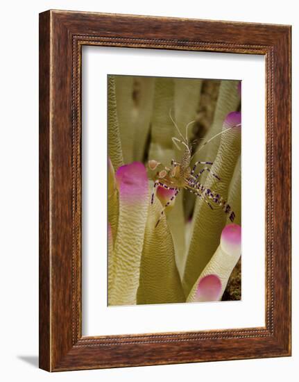 Spotted Cleaner Shrimp on Pink Tipped Anemone in Curacao-Stocktrek Images-Framed Photographic Print