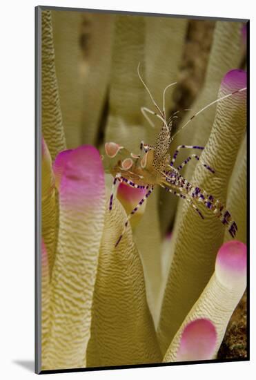 Spotted Cleaner Shrimp on Pink Tipped Anemone in Curacao-Stocktrek Images-Mounted Photographic Print