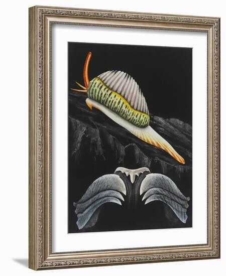 Spotted Cowrie-Philip Henry Gosse-Framed Giclee Print