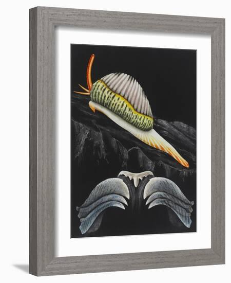 Spotted Cowrie-Philip Henry Gosse-Framed Giclee Print