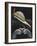 Spotted Cowrie-Philip Henry Gosse-Framed Giclee Print