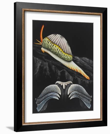 Spotted Cowrie-Philip Henry Gosse-Framed Giclee Print