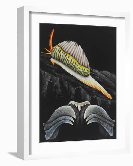 Spotted Cowrie-Philip Henry Gosse-Framed Giclee Print