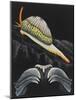 Spotted Cowrie-Philip Henry Gosse-Mounted Giclee Print