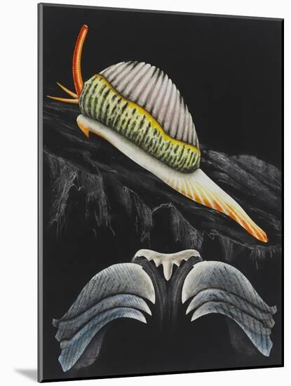 Spotted Cowrie-Philip Henry Gosse-Mounted Giclee Print